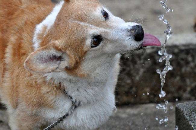 Le Corgi boit de l'eau