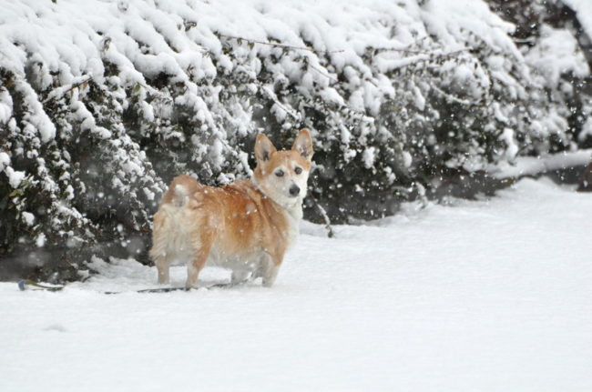 Un Welsh Corgi dans la neige