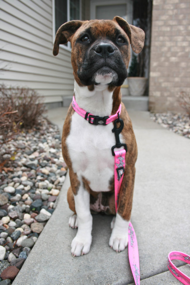 Laisse pour chien en toile