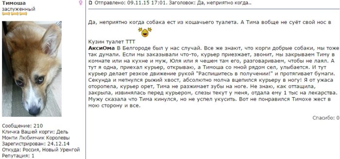 Avis sur le Pembroke Corgi