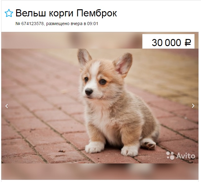 Chiot Corgi à vendre