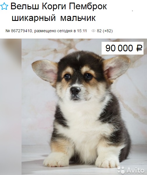 Chiot Pembroke Welsh Corgi