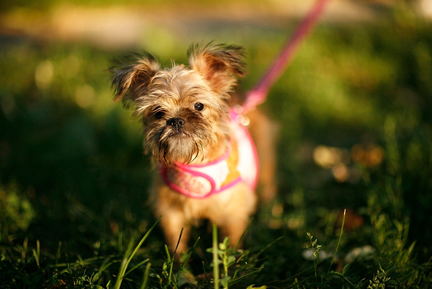 Harnais pour chiens de petite race