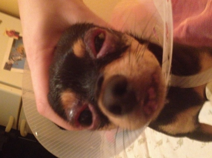 blépharite chez un terrier nain