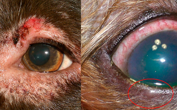 Blépharite avec kératoconjonctivite chez un chien