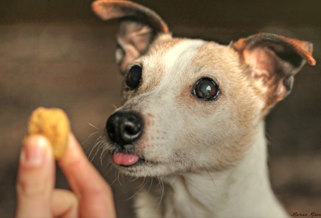 Cataractes chez un Jack Russell Terrier