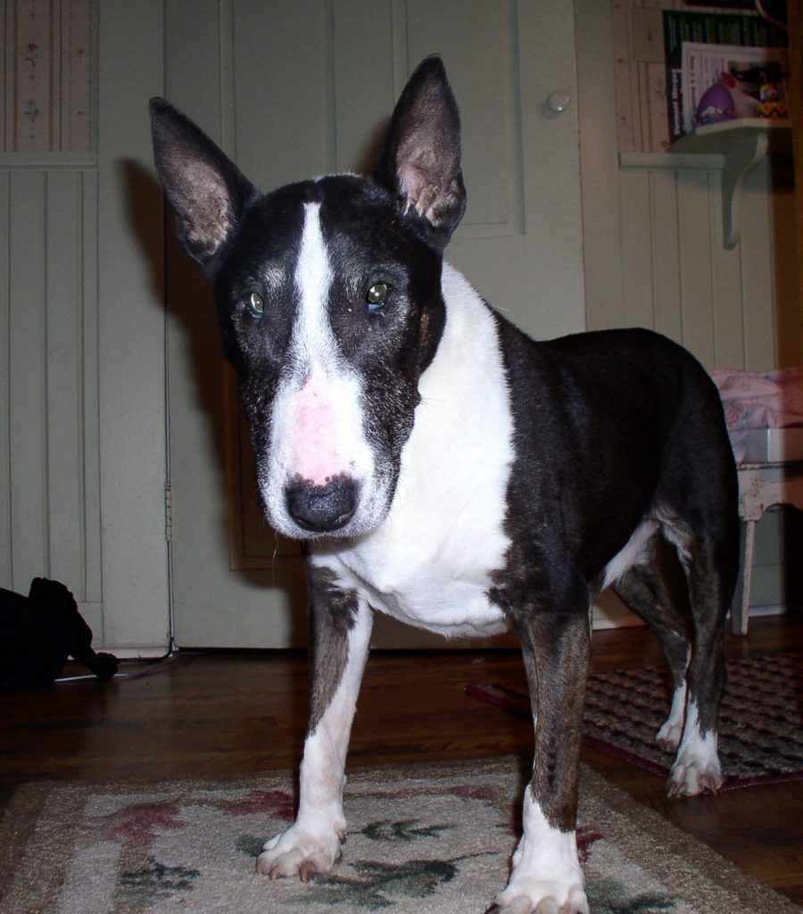 cataractes chez un bull terrier