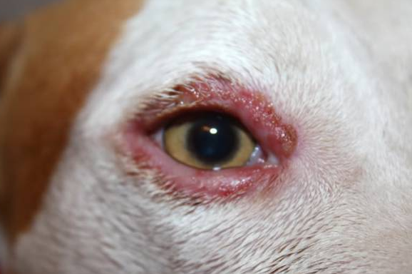 inflammation de la paupière chez un chien