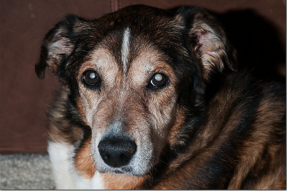 cataractes chez un chien