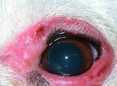 blépharite chez les chiens