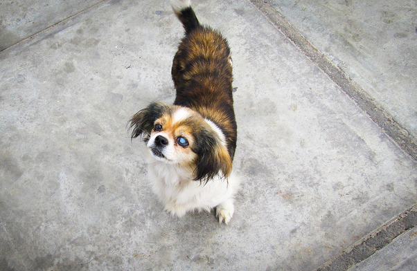 Symptômes de la cataracte chez le chien