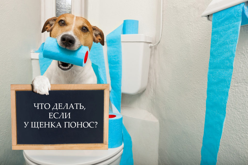 Mon chiot a la diarrhée - que faire ?