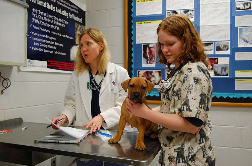 Vaccinations pour les chiots jusqu'à un an