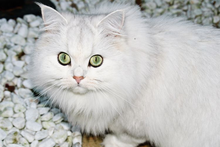 Une chatte qui accouche