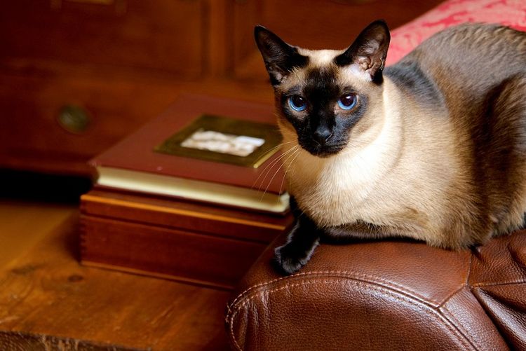 Chat siamois sur un canapé en cuir