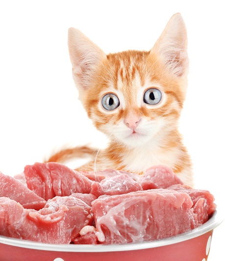 Nourrir un chaton avec des aliments faits maison