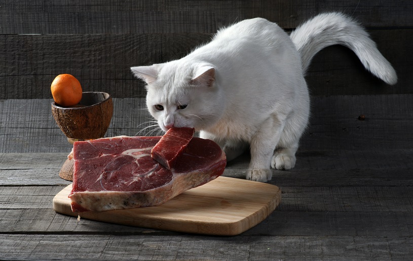 Ce qu'il ne faut pas donner à manger aux chatons