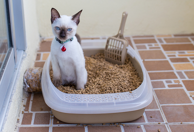 Bac à litière ouvert pour chat