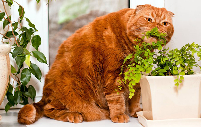 Le chat mange les plantes d'intérieur