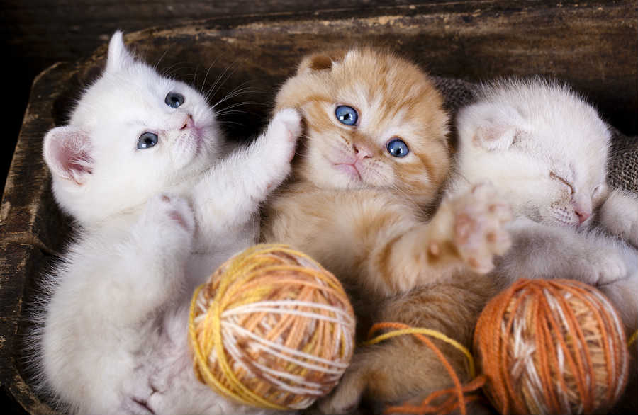 Que donner à manger aux chatons de 3 à 4 mois ?