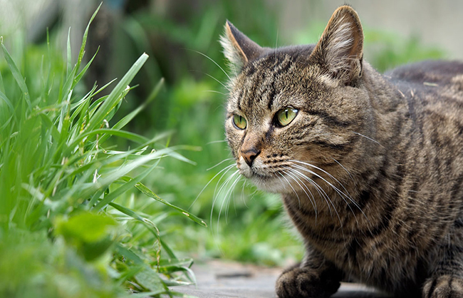Les chats ont-ils besoin d'herbe ?