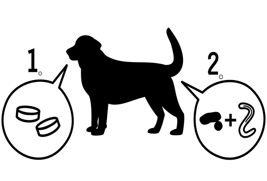 Comment fonctionnent les médicaments anthelminthiques ?