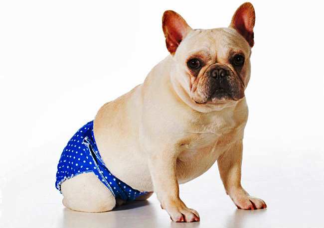 À quel âge les chaleurs commencent-elles chez les chiennes ?