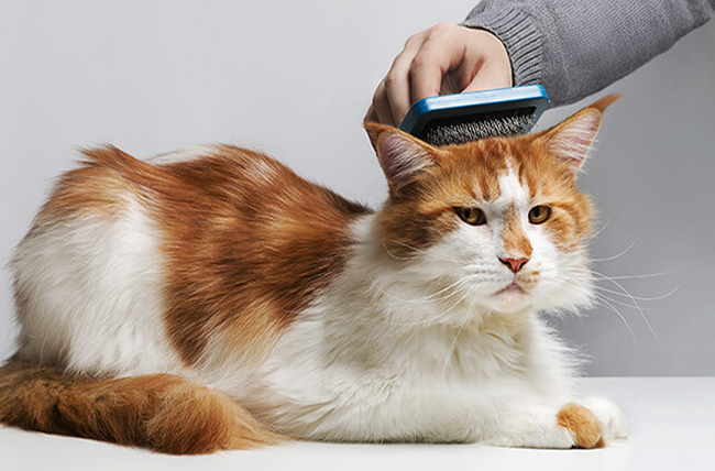 Toilettage du chat - brossage