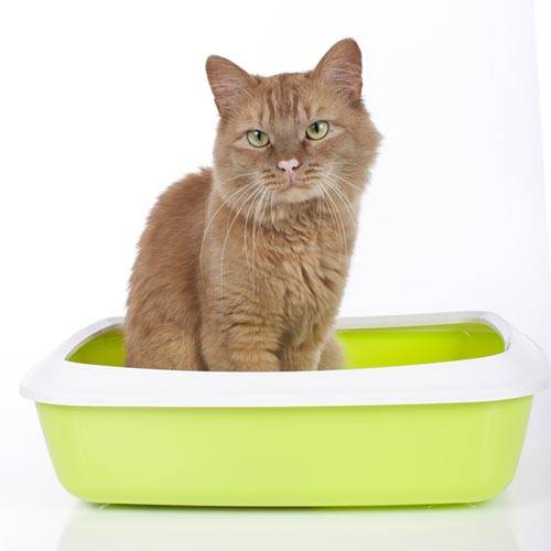 Plateau à bords hauts