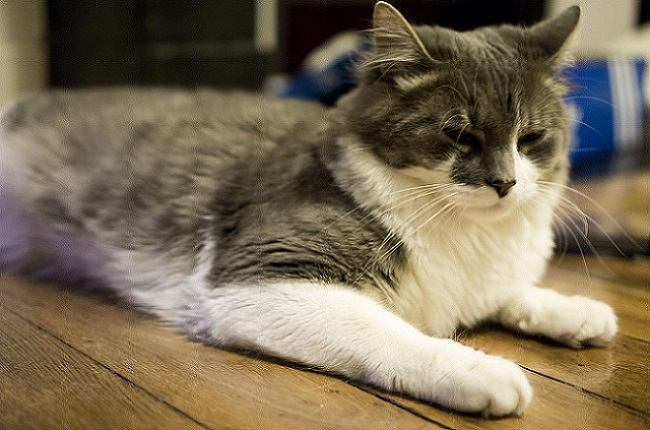 Le chat dort en phase REM