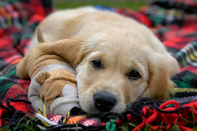 acheter un chiot retriever