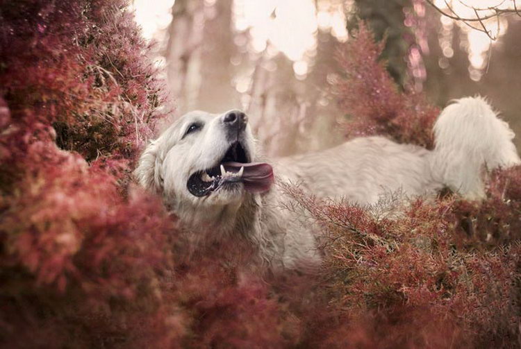 golden retriever blanc