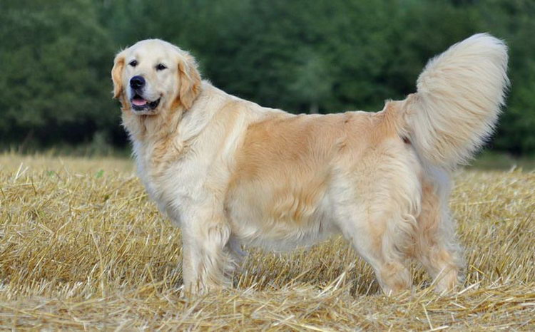 golden retriever