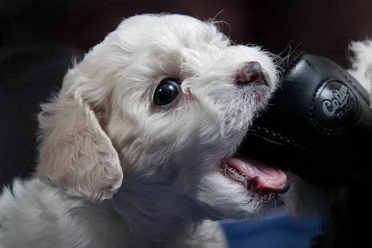 Achetez un chiot Bichon Frisé