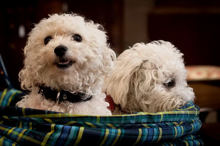 garder des chiens de compagnie