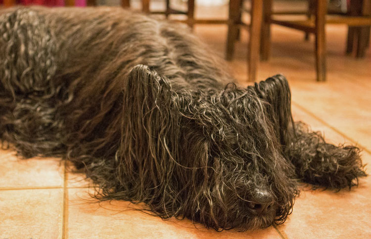 entretien des ronces