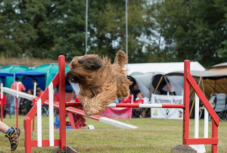 Agilité avec un briard