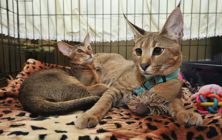 À propos de la race de chat Caracat