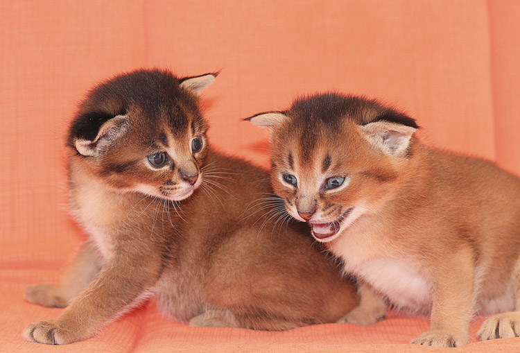 chatons caracat