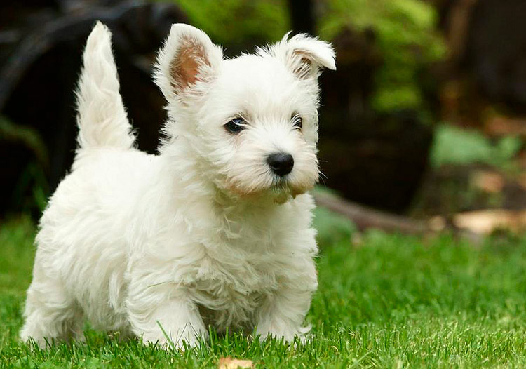 chiot terrier blanc