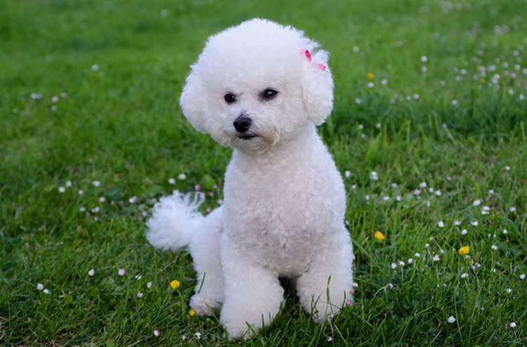 Fille Bichon Frisé