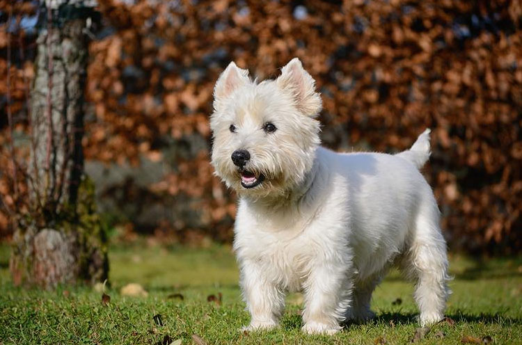 West Highland White Terrier Standard