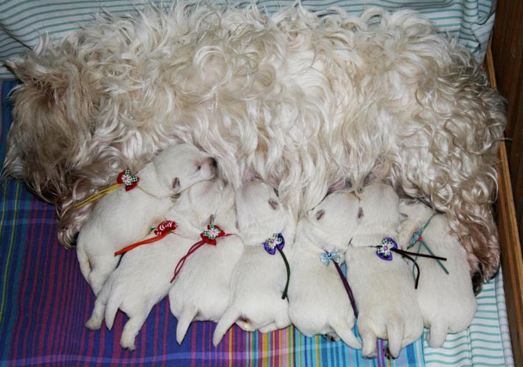 chiots femelles et mâles