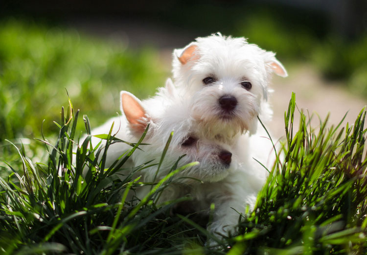 chiots West Highland White Terrier
