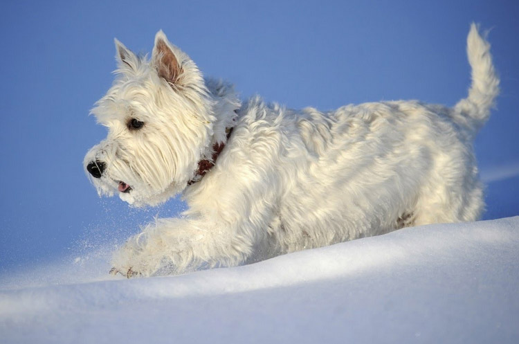 dressage de terriers