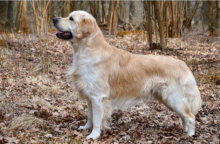 golden retriever standard