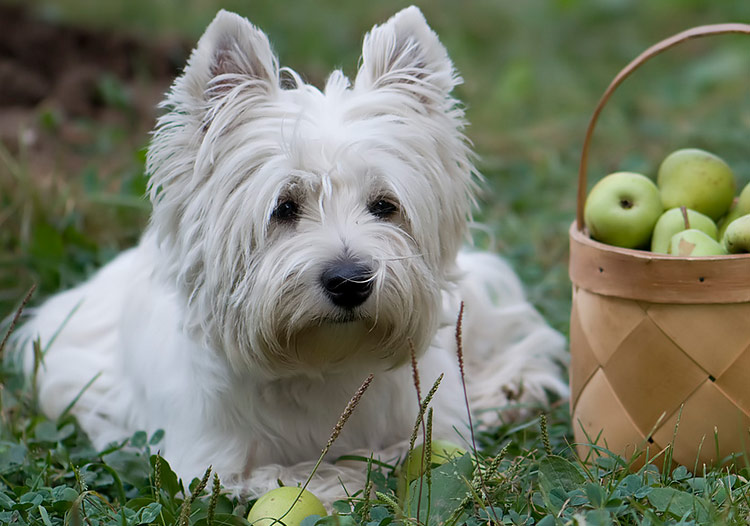 nourrir un West White Terrier