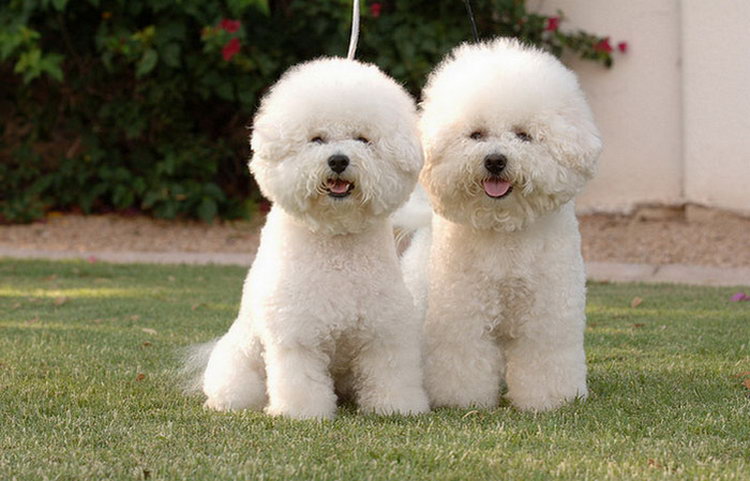 Chiens Bichon Frisé