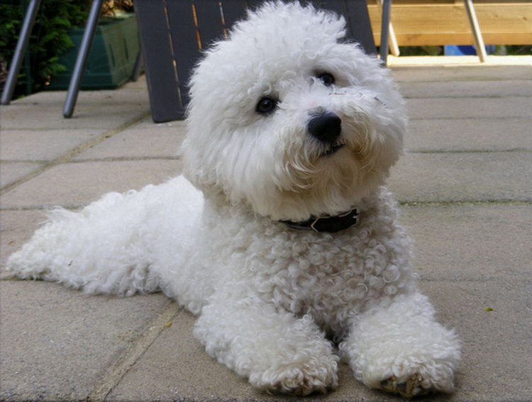 Soins pour Bichon Frisé