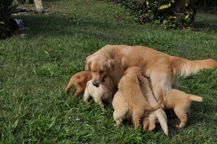 famille de retrievers